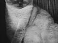 Вязка вислоухого шотландца Молодой кот Блю Поинт