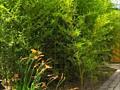 Бамбук вечнозелёный