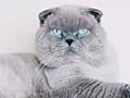 Вислоухий шотландец Молодой кот Блю Поинт