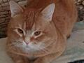 Кот британец RED шиншилла (приглашаем на вязку) 400р
