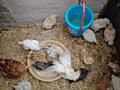 Месячные цыплята от домашних кур в Тирасполе