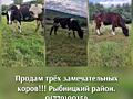 Продам коров! Срочно! Рыбницкий район.