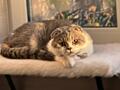 Чистокровный шотландский котик Scottish fold