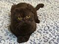 Молодой чистокровный шотландский котик Scottish fold!