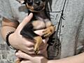 Catei Toy-Terrier Rusesc