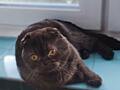 Чистокровный шотландский котик Scottish fold!