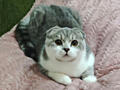 Чистокровный шотландский котик Scottish fold.