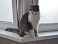 Недорого! Молодой чистокровный шотландский котик Scottish fold!