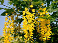 Акация желтая. Бобовник. (Laburnum) Золотой дождь.