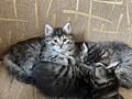 Срочно отдаем котят за символическую плату.