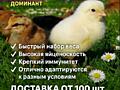 Цыплята мясояичных пород