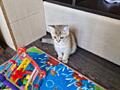Продаётся чистокровный шотландский котенок