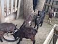 Продам козликов