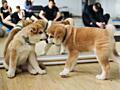 Akita-inu Акита-ину