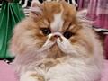 Персидские котята