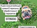 В добрые руки бульдожки