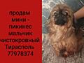 Пекинес мини