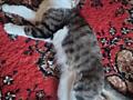 Отдам Кота в хорошие руки, бесплатно (и не только)
