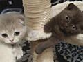 Подаются шотландские котята.