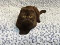 Молодой чистокровный шотландский котик Scottish fold