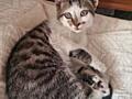Котята и котики в добрые руки!