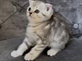 Шотландские котята.