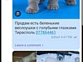 Продам шотландский котят