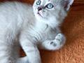 Шотландский прямоухий котенок, девочка.