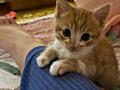 Отдам котят в хорошие руки