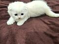 Продам шотландских котят