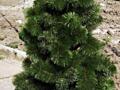 Продаю искусственную ёлку 1,7 м (как новая) — 900 ₽