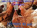 Продаю кур несушек. Ломан Браун. Несутся. 11 месяцев.