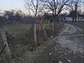 продаж ділянка сільськогосподарського призначення Хустський, Залом, 11