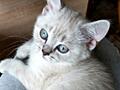 Шотландские котята. Девочка с голубыми глазами. Торг!
