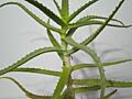 Aloe Vera; Алоэ Вера