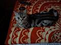 Американский короткошерстный котик