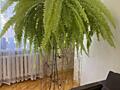 Продам много комнатных растений.