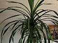 Palmier „Pandanus”