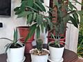 Продам комнатные растения.