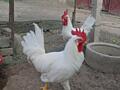Продам петушков и инкубационное яйцо несушек породы Леггорн.