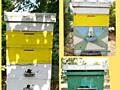 Продаю пчелы Карника, миролюбивые, медоносные.