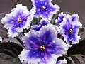 Фиалки селекционные