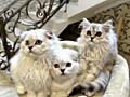 Чистокровные шотландские котята