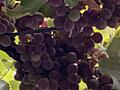 Виноград «Лидия» -5 руб. с. Владимировка