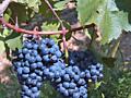 ПРОДАМ ВИНОГРАД
