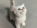 Британские котята. Серебристая шиншилла.