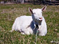 Продам коз