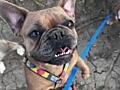 В добрые руки метис бульдога