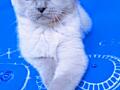 Племенной кот для вязки – Шотландский вислоухий Blue Point молодой, оп