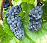 Виноград